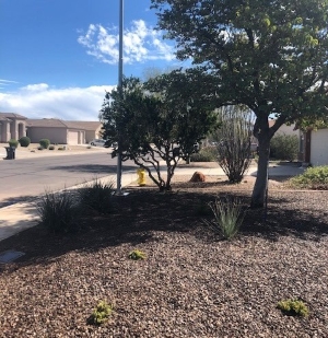 亚利桑那州的一名员工改变了自家的草坪景观，将其改为既可节水又适合沙漠的旱生景观。