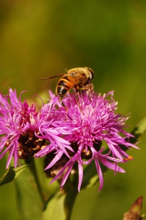 虽然蜜蜂还并不是正式的保护物种，但由于其数量急剧减少，保护蜜蜂已经成为关注主题。